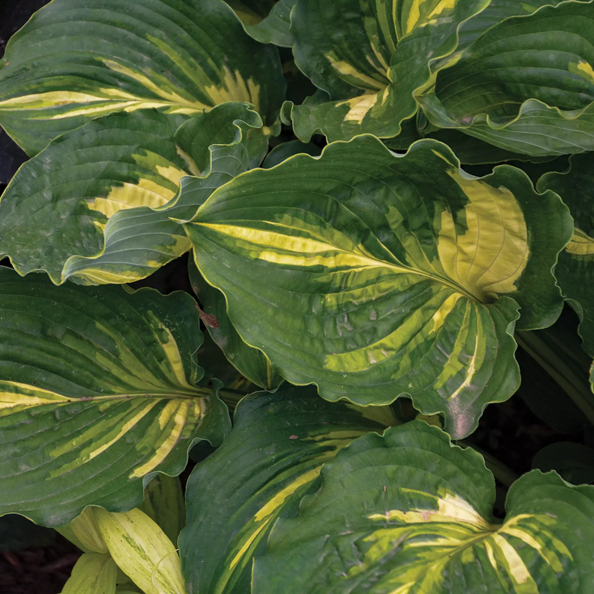 Hosta, Lakeside Paisley Print