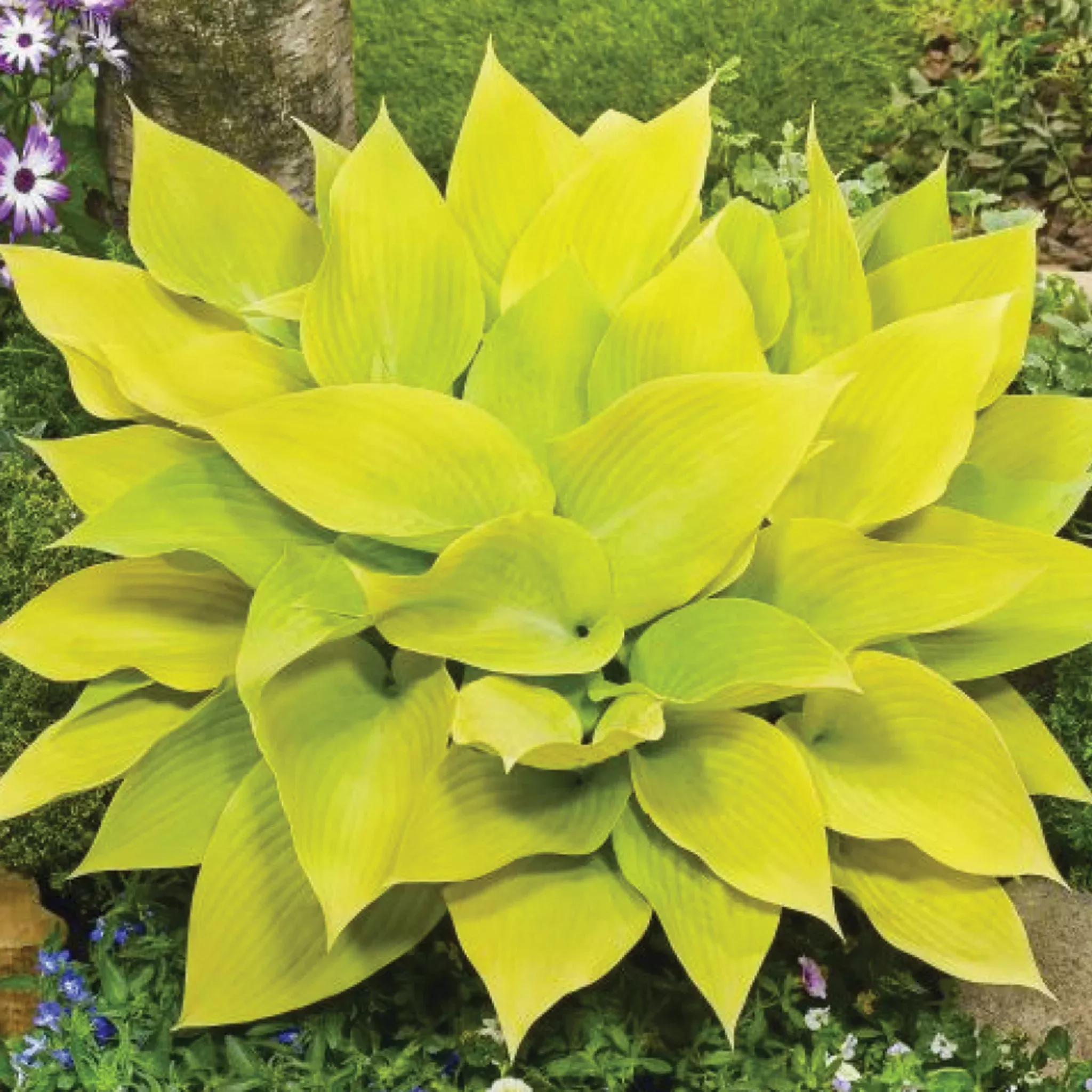 Hosta, Sunny Halcyon