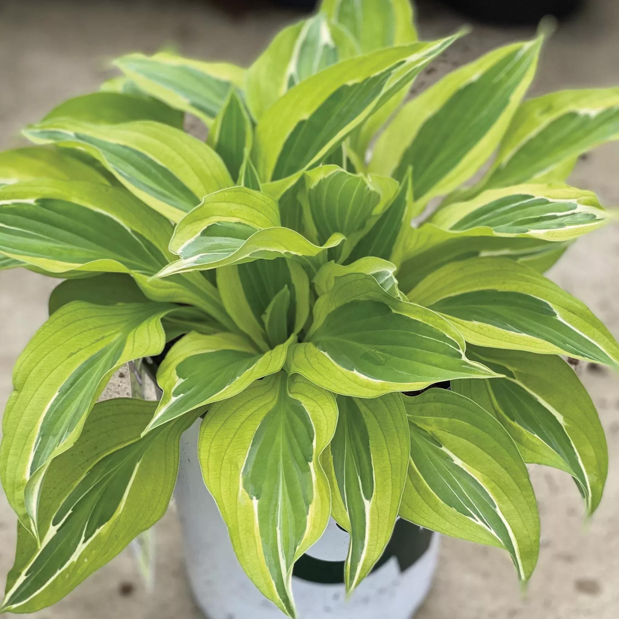Hosta, Yellow Polka Dot Bikini