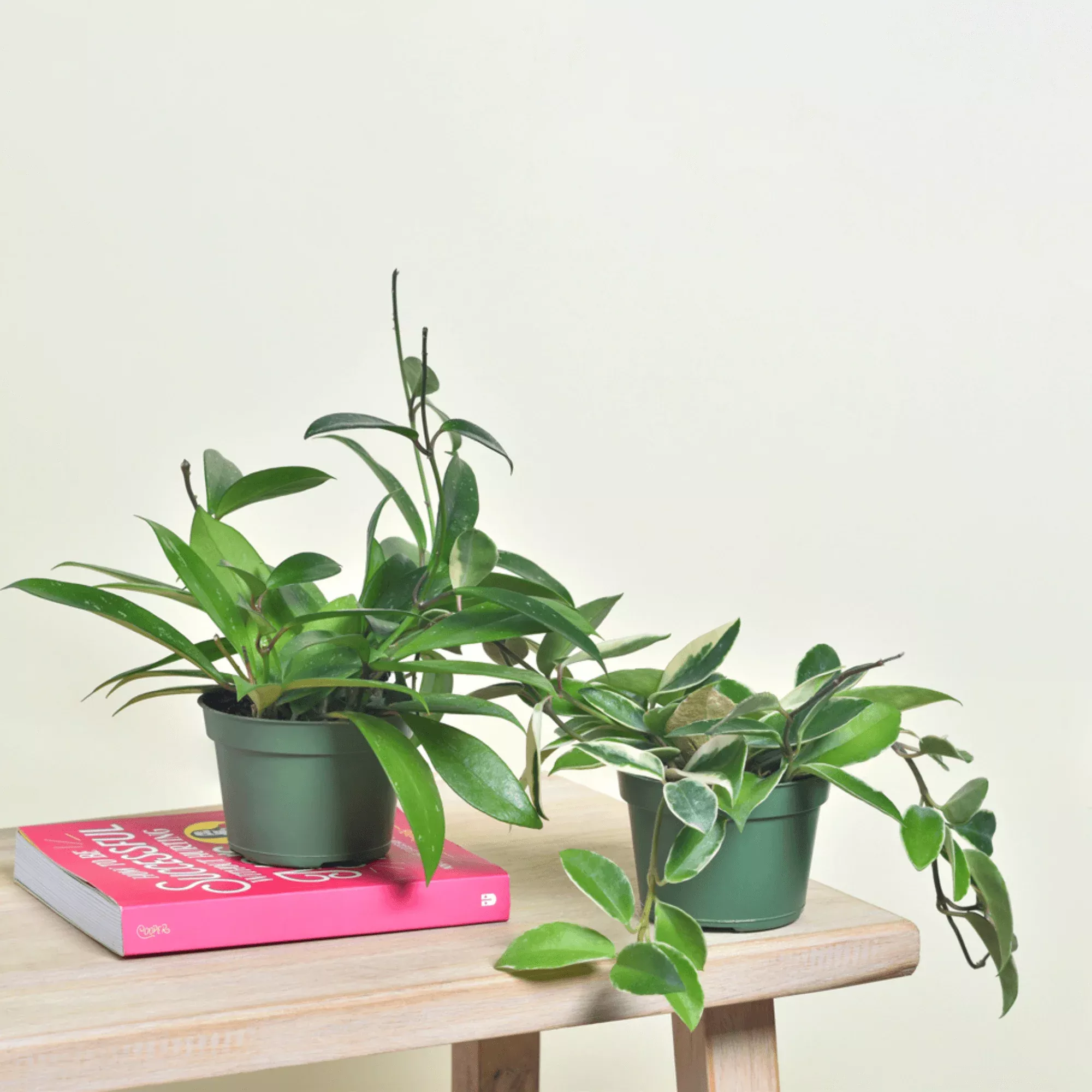 Hoya Carnosa and Pubicalyx Bundle