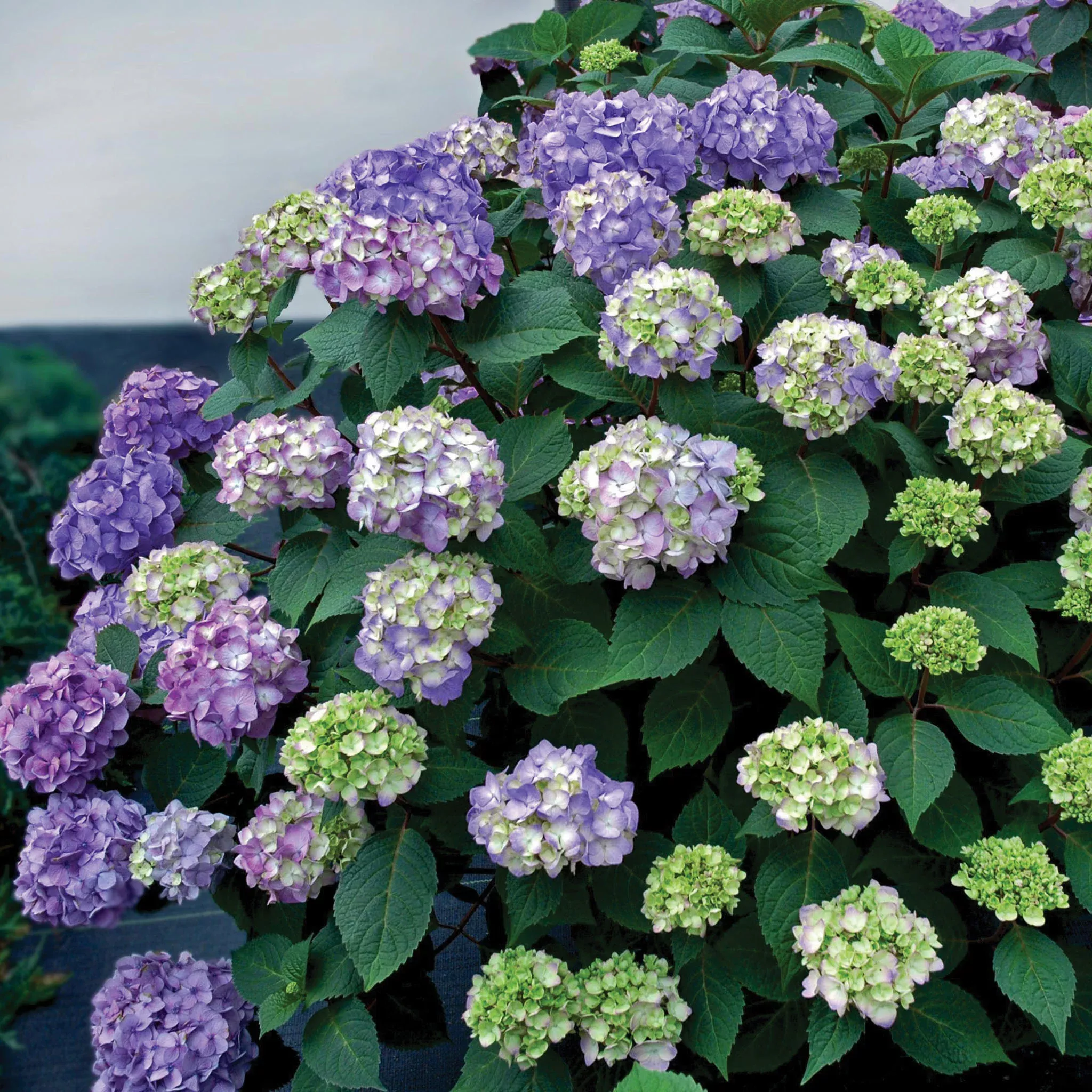 Hydrangea, Endless Summer BloomStruck