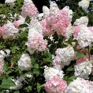 Hydrangea 'Phantom'