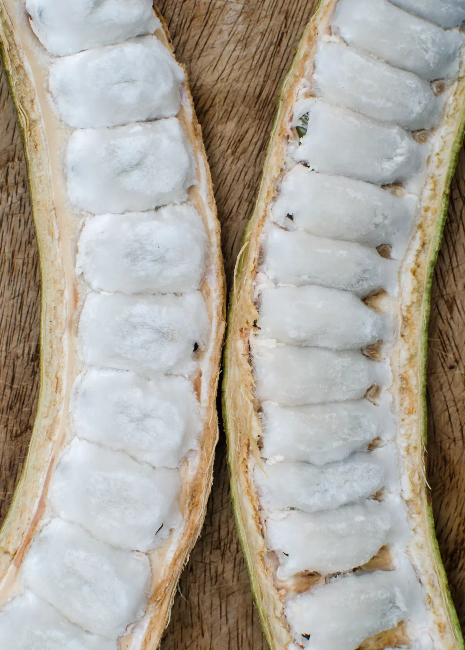 Ice Cream Bean (Inga edulis)