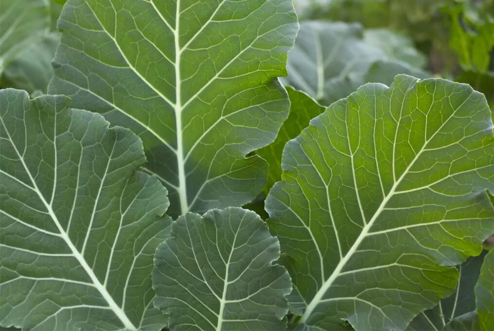 Impact Forage Collard