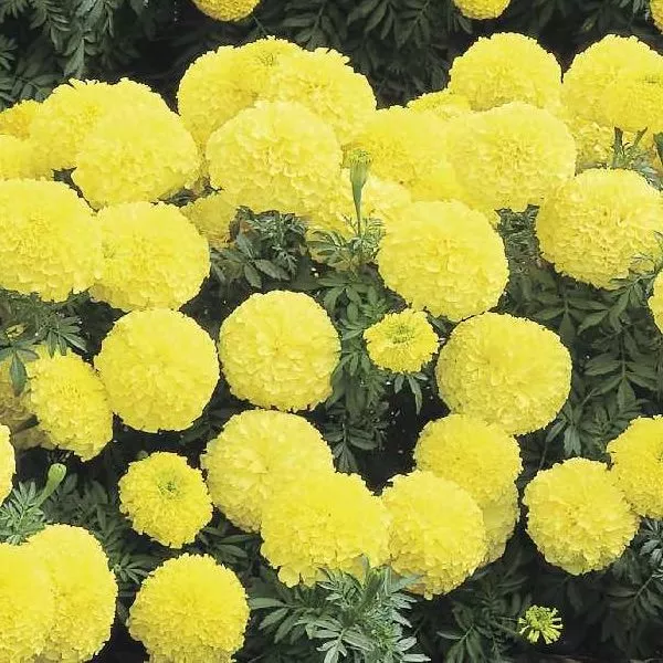 Inca 2 Primrose