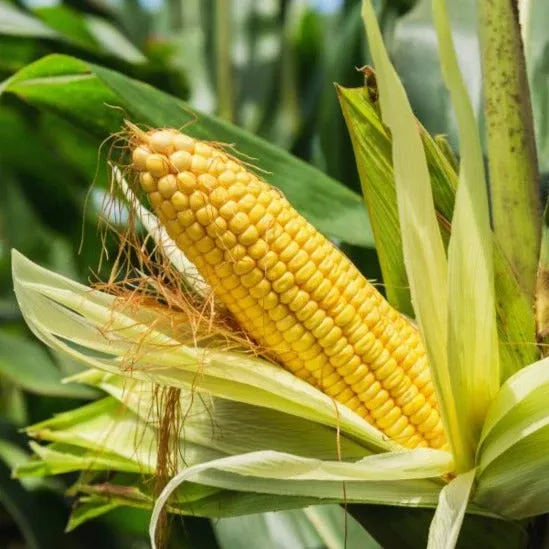Incredible Sweet Corn