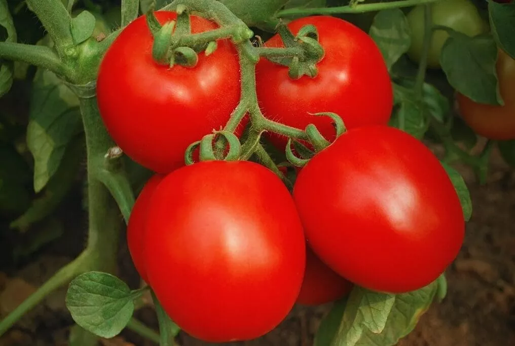 Invincible Hybrid Tomato F1