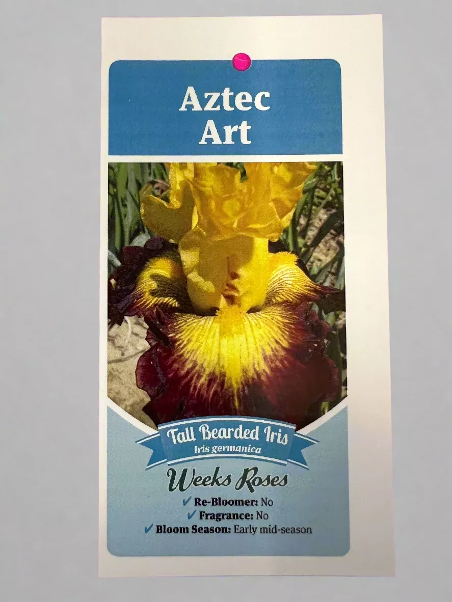 Iris Aztec Art