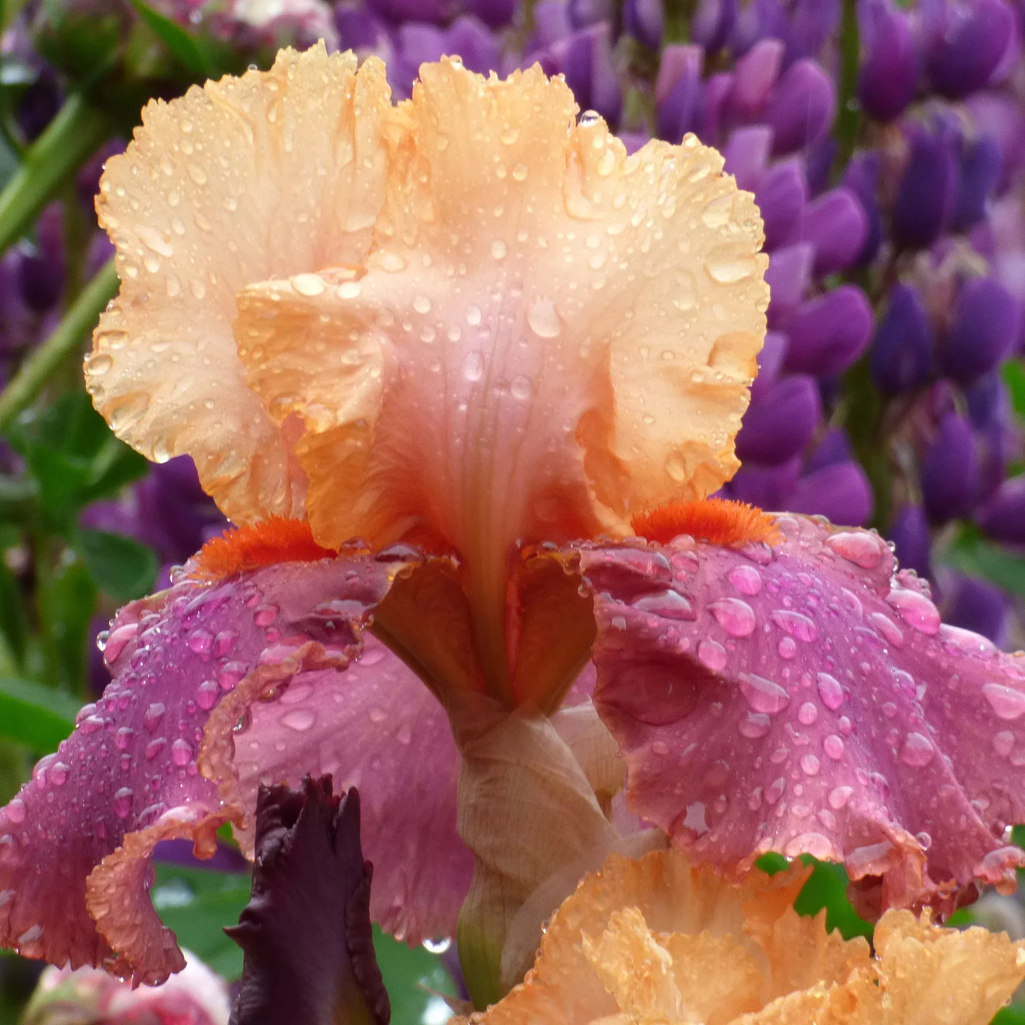 Iris, Bearded, Frimousse