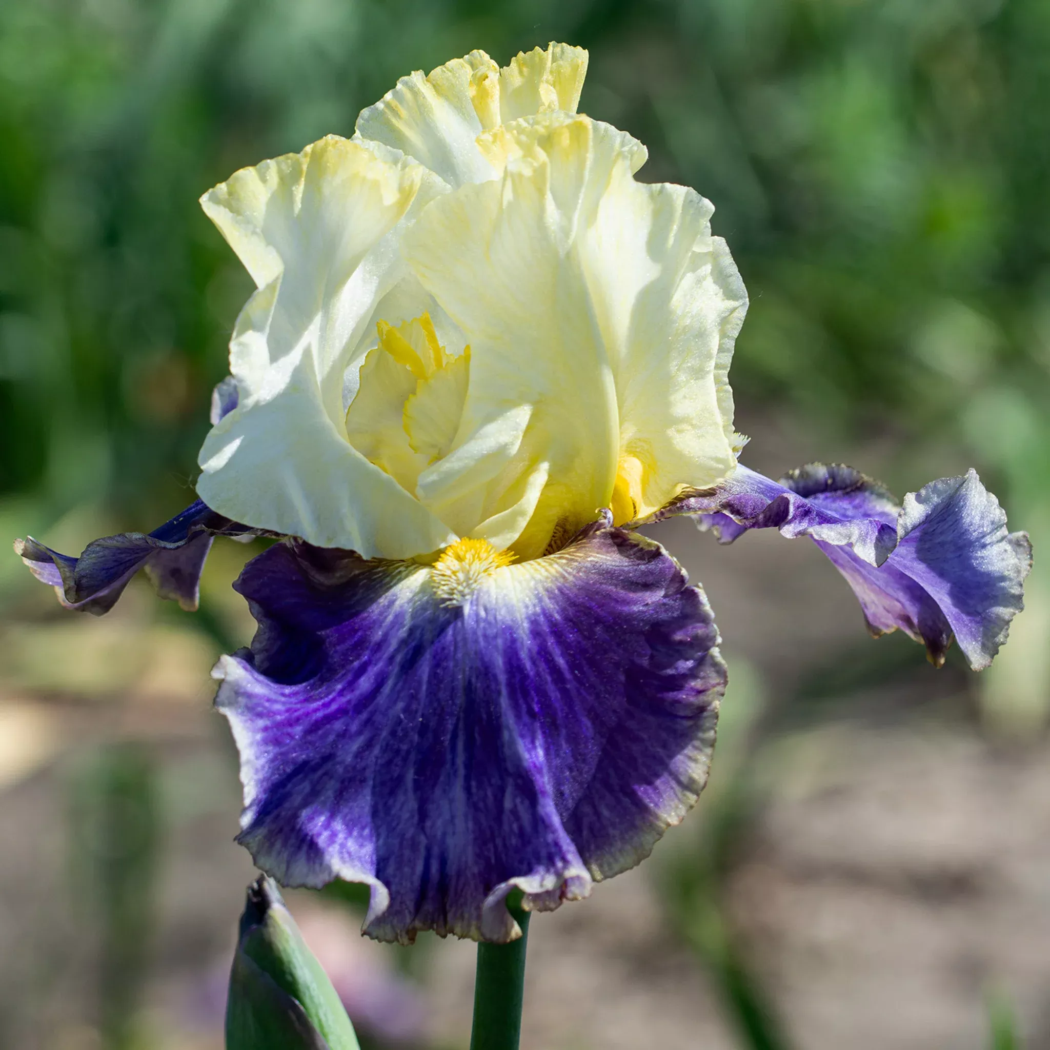 Iris, Bearded, Sunny Glitter