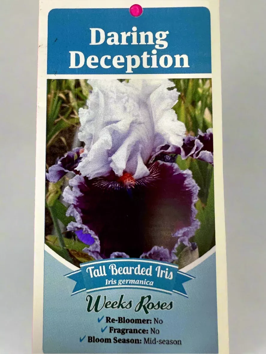 Iris Daring Deception
