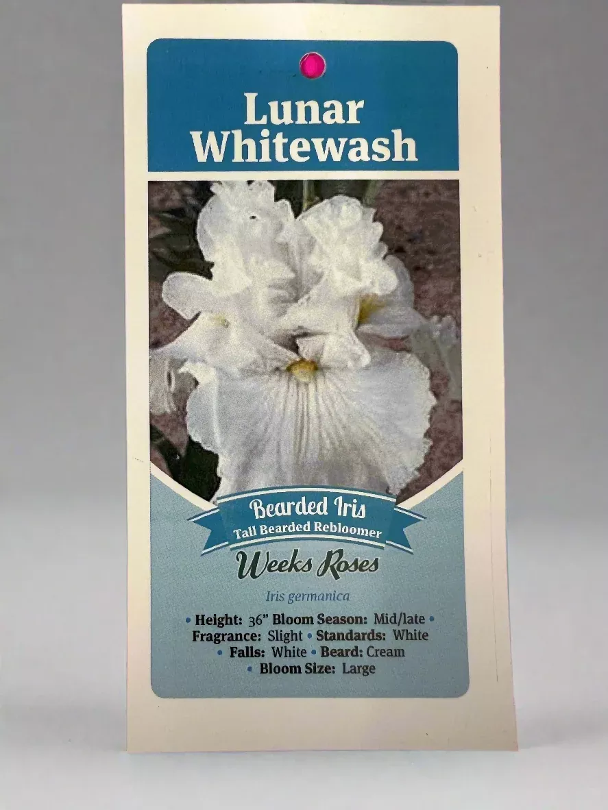Iris Lunar Whitewash