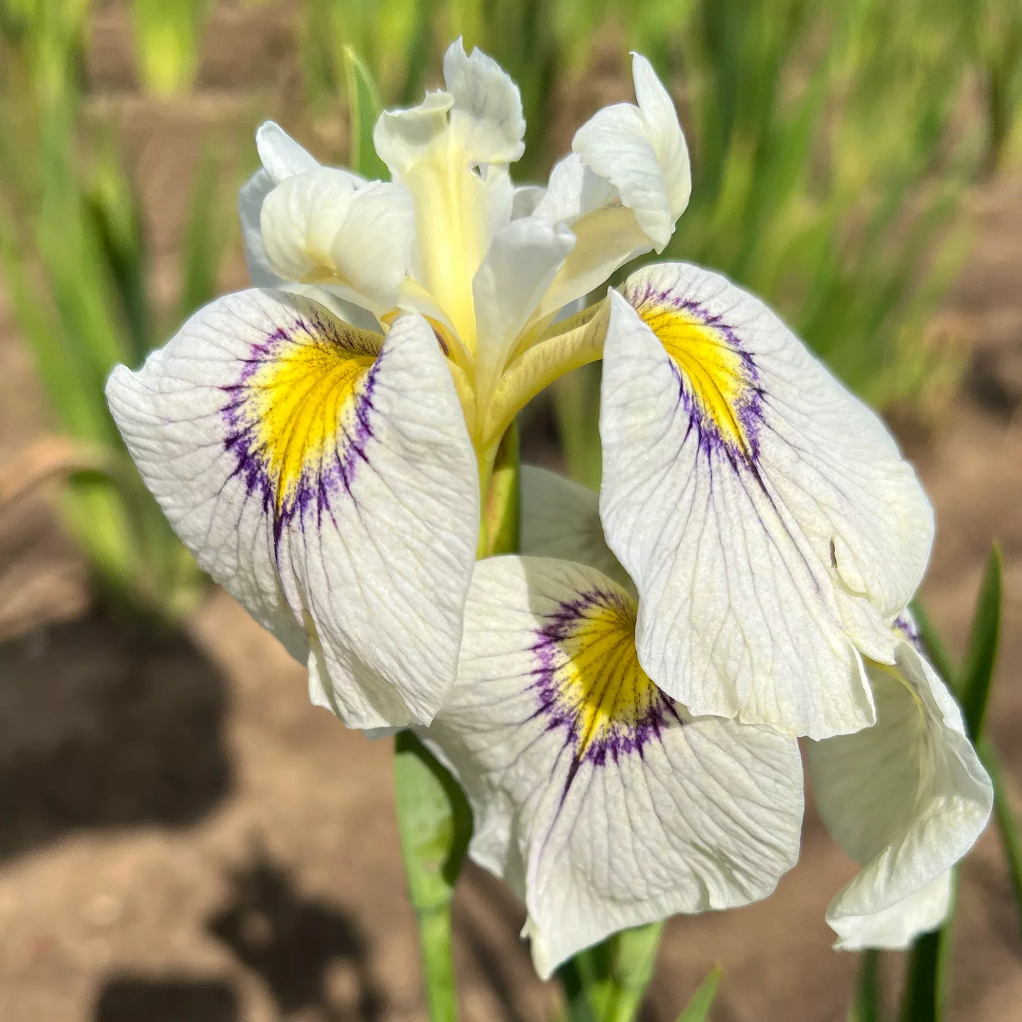 Iris, Pseudata, Eye Liner