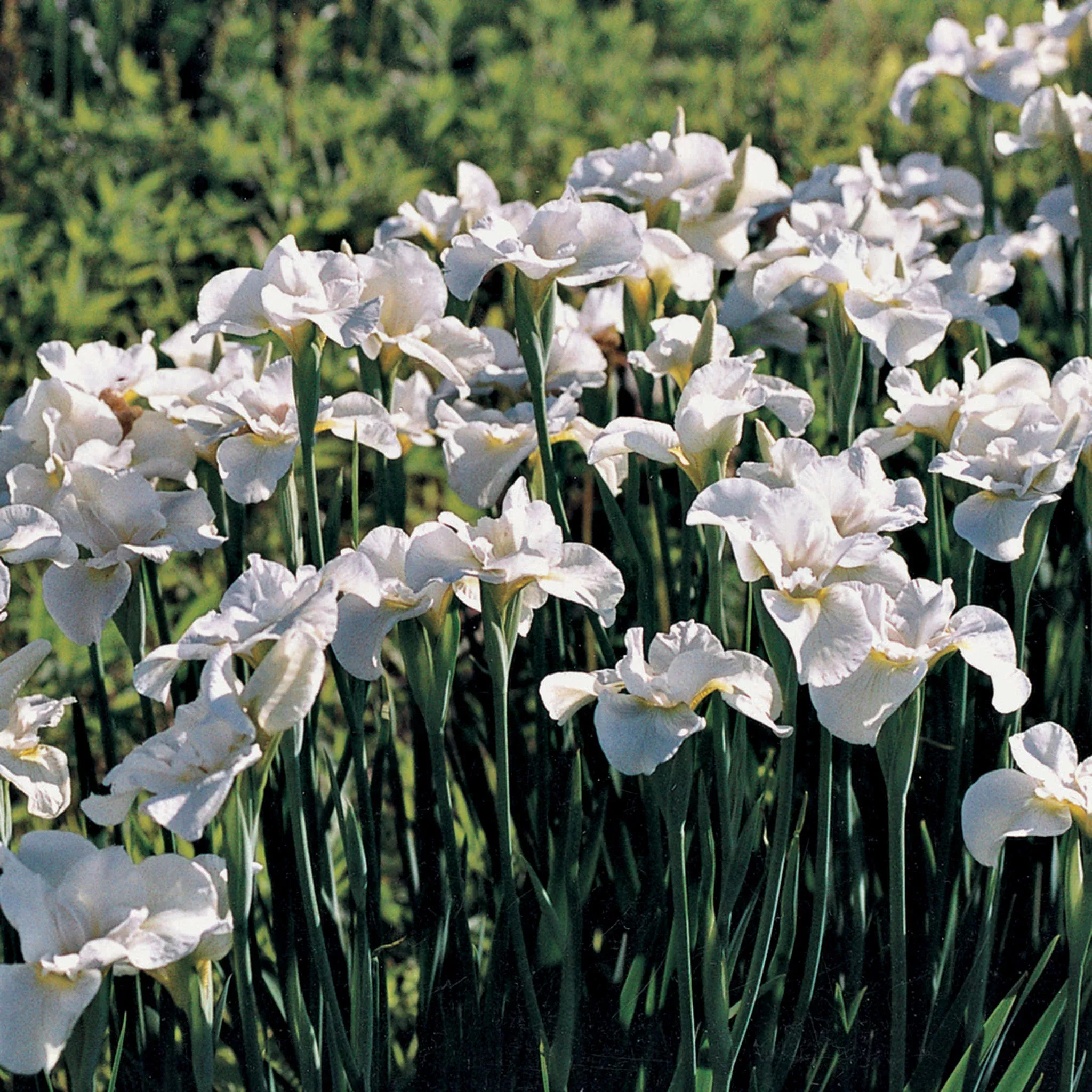 Iris, Siberian, Gull's Wing