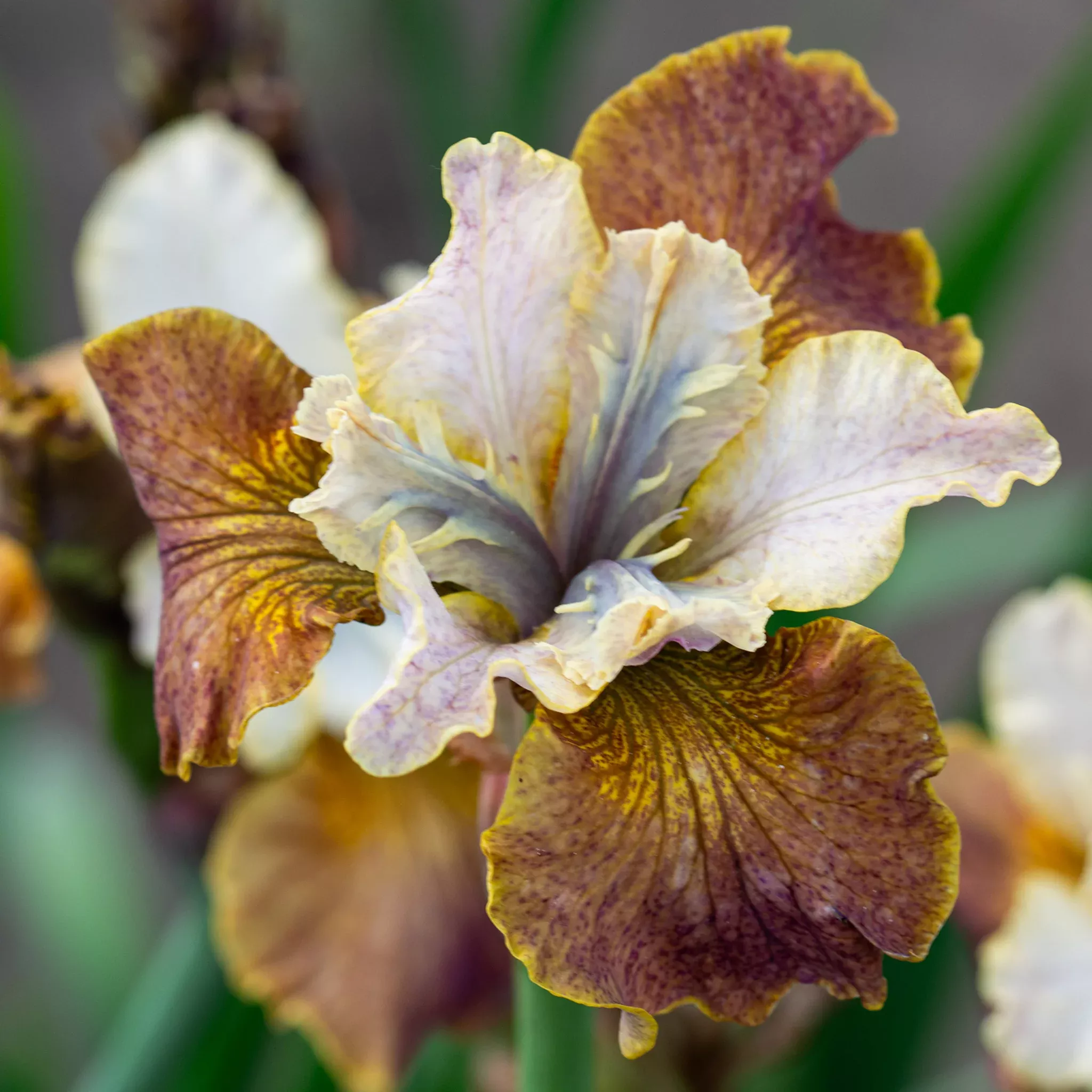 Iris, Siberian, Jerry Murphy