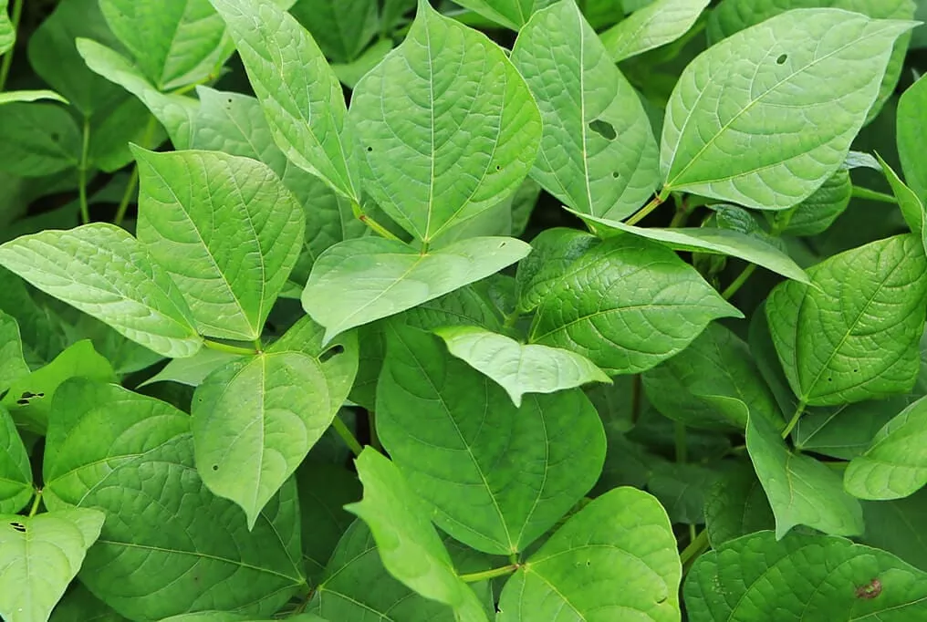 Iron Clay Pea