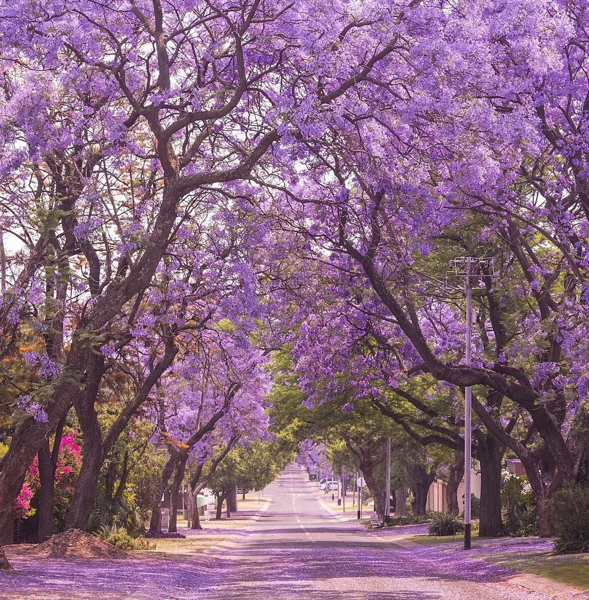 Jacaranda Purple Tree