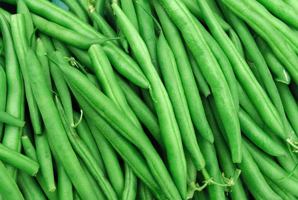 Jade Bush Bean