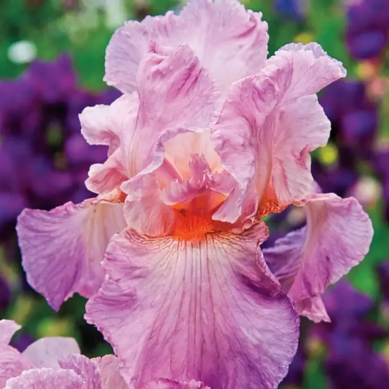 Jennifer Rebecca Reblooming Iris