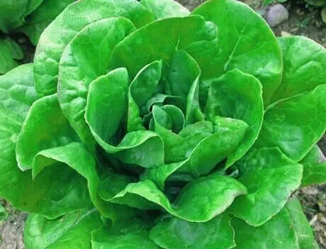 Jericho Romaine Lettuce
