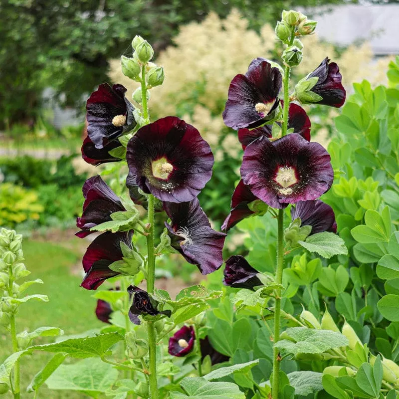 Jet Black Hollyhock
