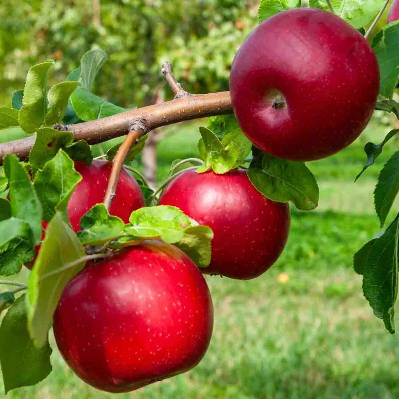 Jonathan Red Apple