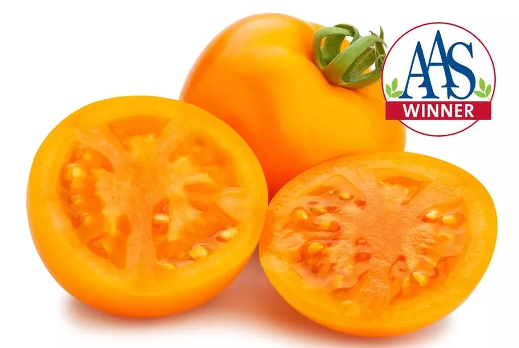 Jubilee Tomato