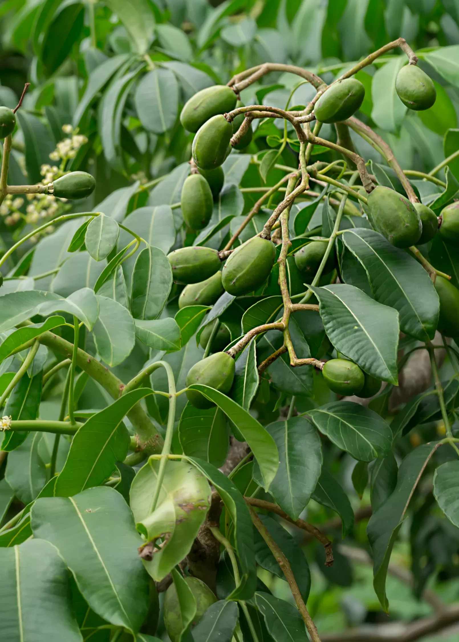 June Plum (Spondias dulcis)