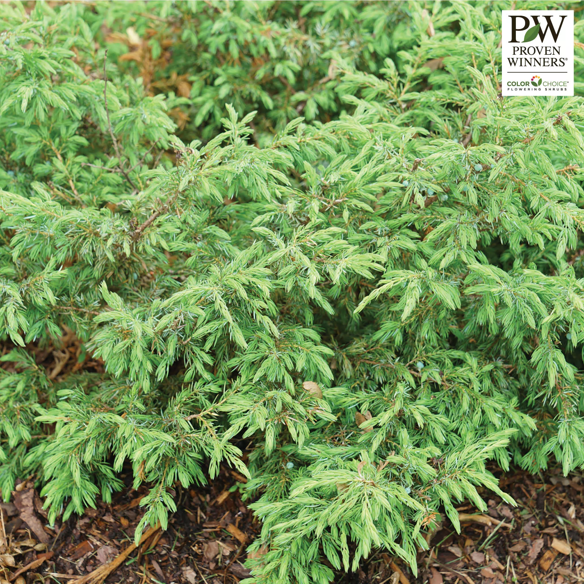 Juniper, Tortuga