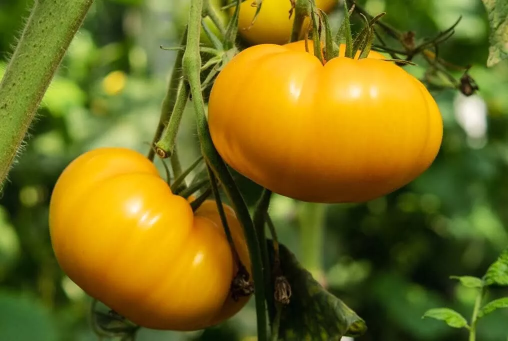 Kellogg's™ Breakfast Tomato