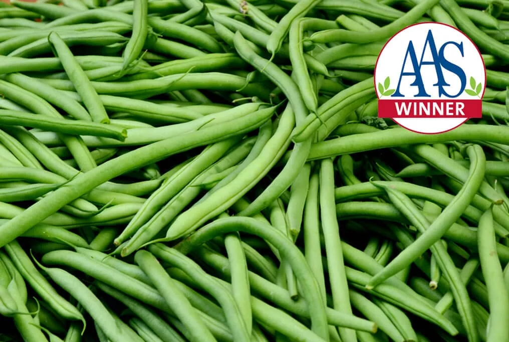 Kentucky Blue Pole Bean