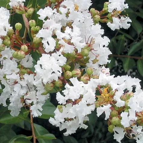 Lagerstroemia Crapemyrtle 'Acoma' (Medium)