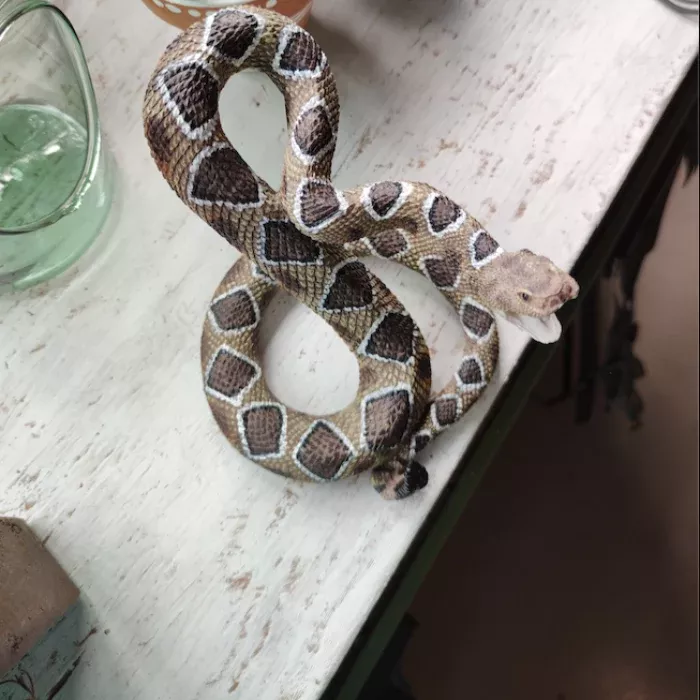 Land & Sea_ Rattlesnake
