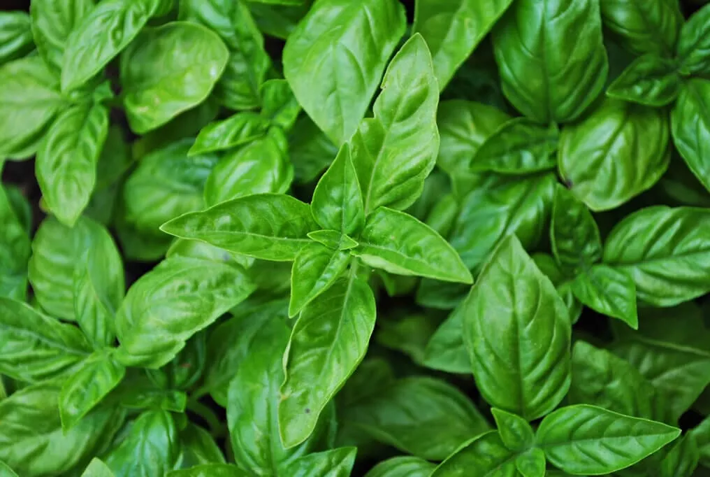 Large Italian Basil