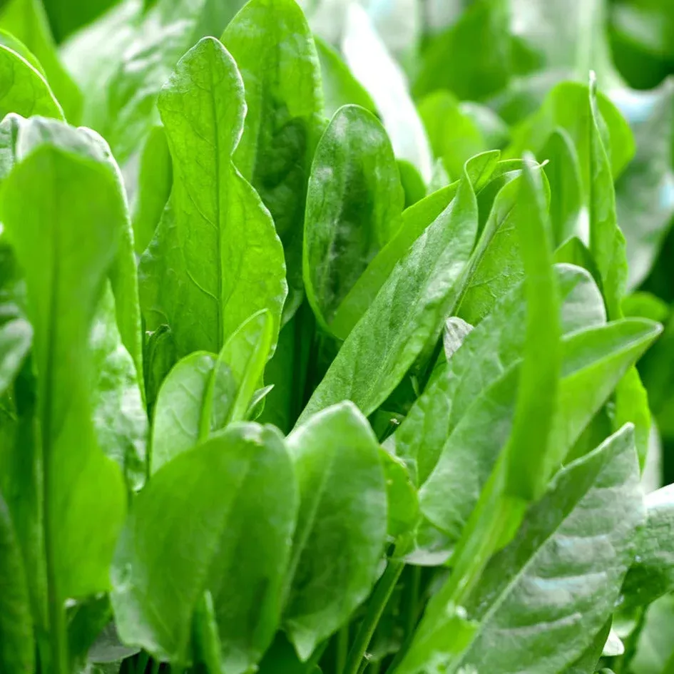 Large Leaf Sorrel