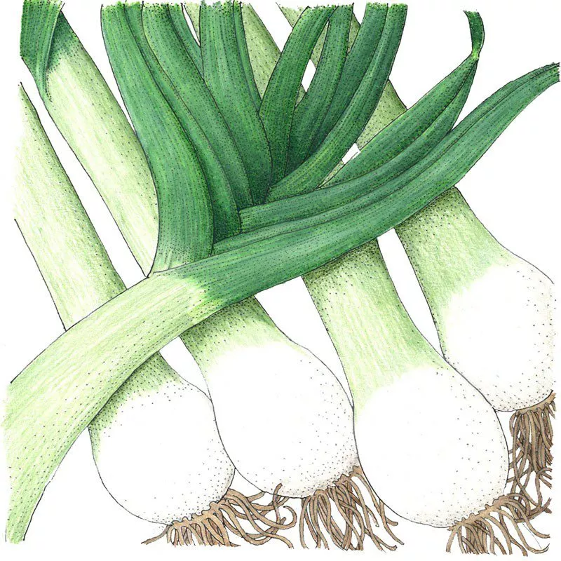 Leek Carentan