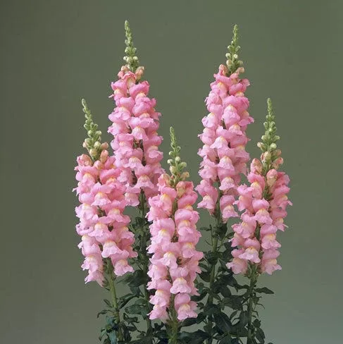 Legend Double Pink Snapdragon