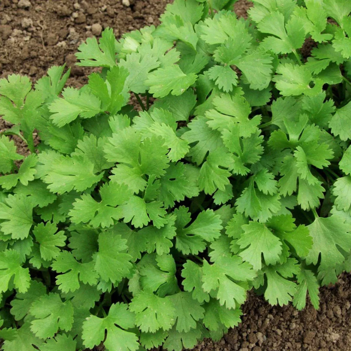 Leisure Cilantro