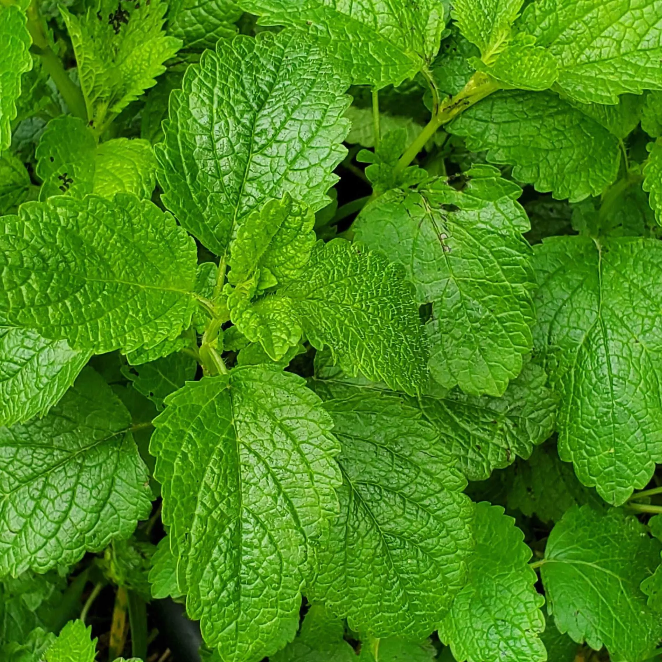 Lemon Balm Live Crowns