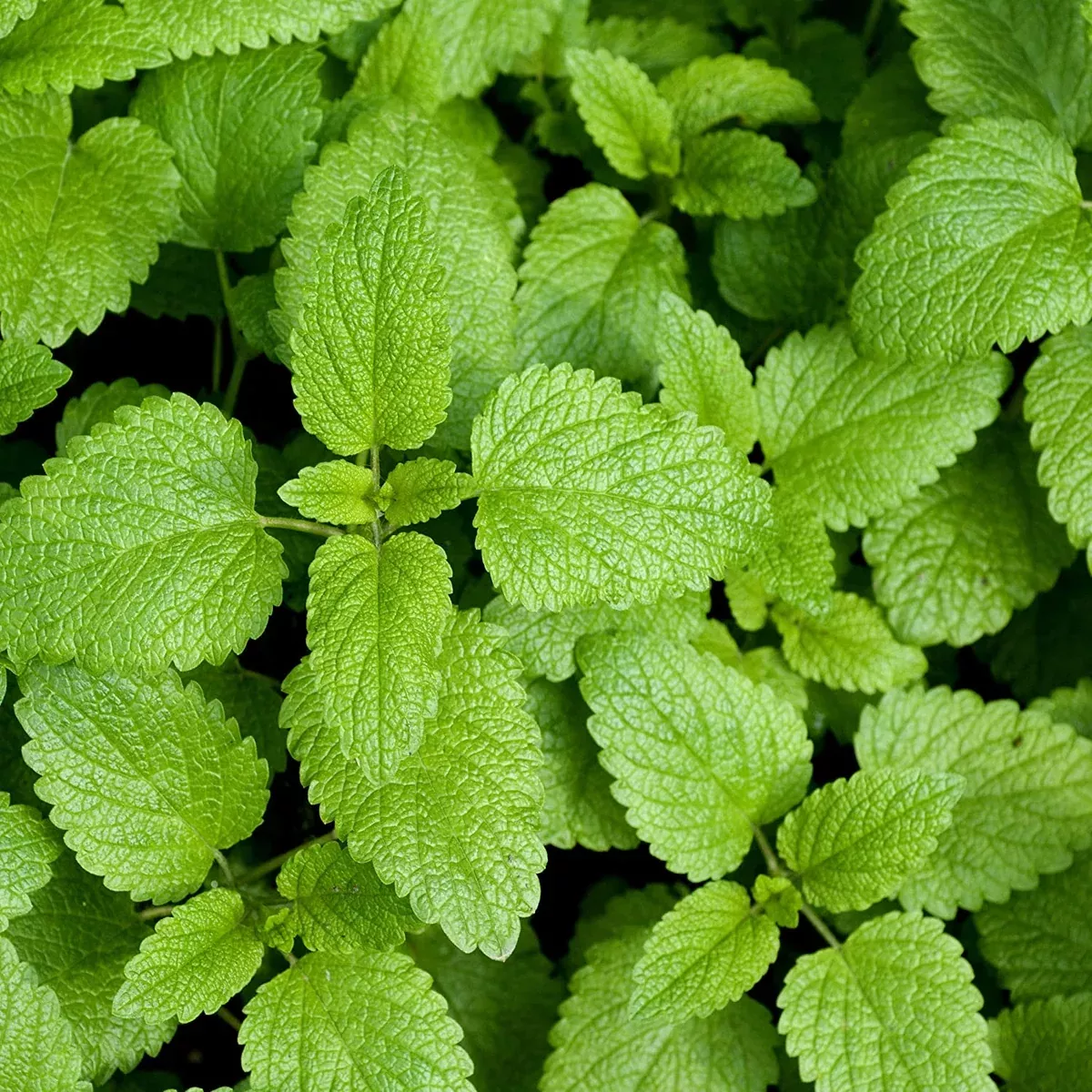 Lemon Balm