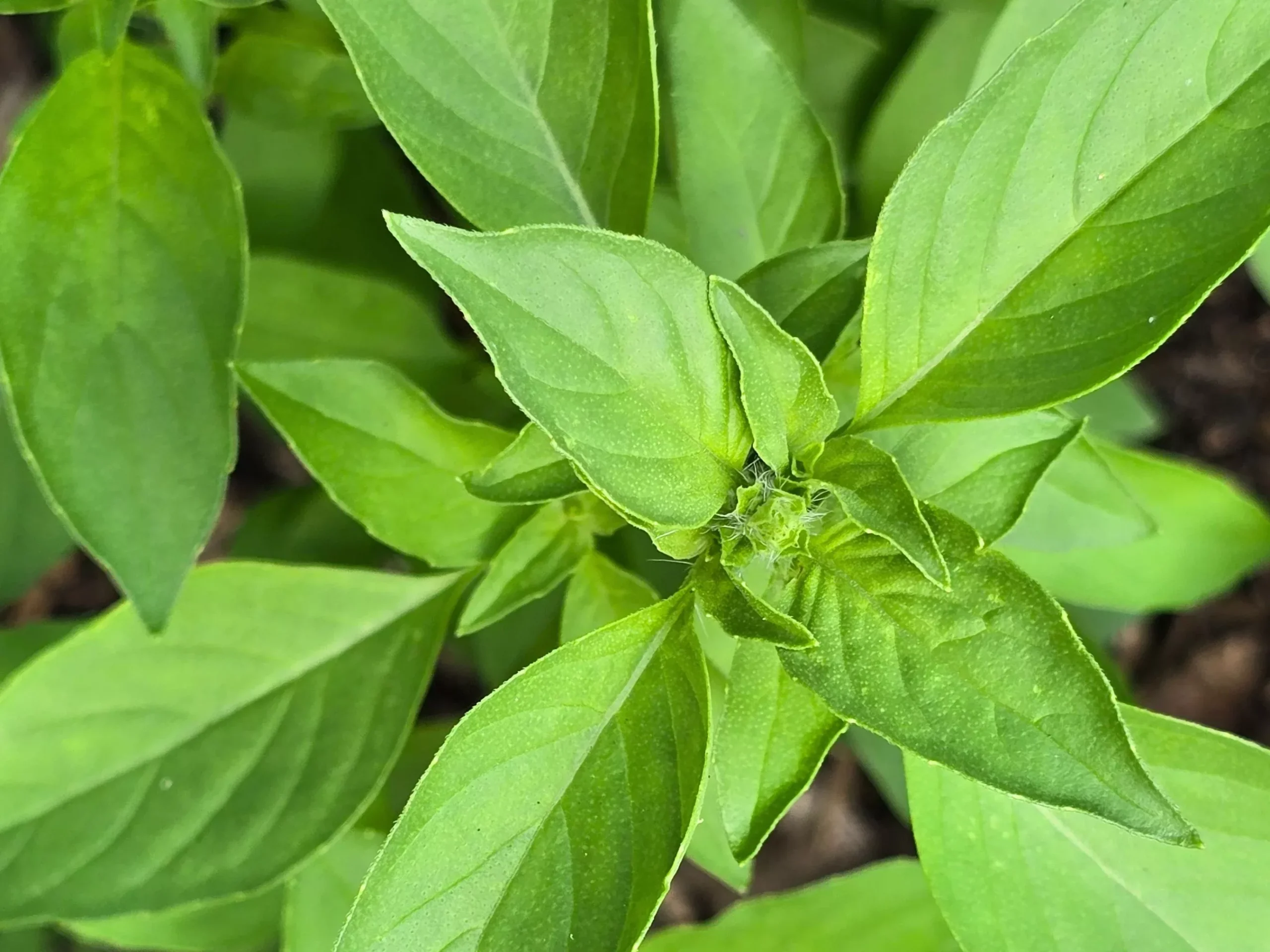 Lemon Basil Seeds
