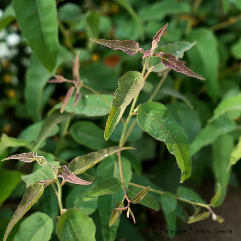 Lemon Eucalyptus