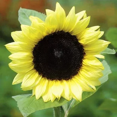 Lemon Queen Sunflower