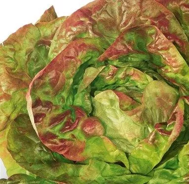 Lettuce Brune D’Hiver