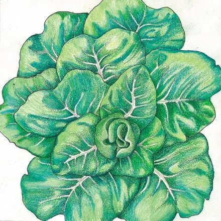 Lettuce Tom Thumb Organic