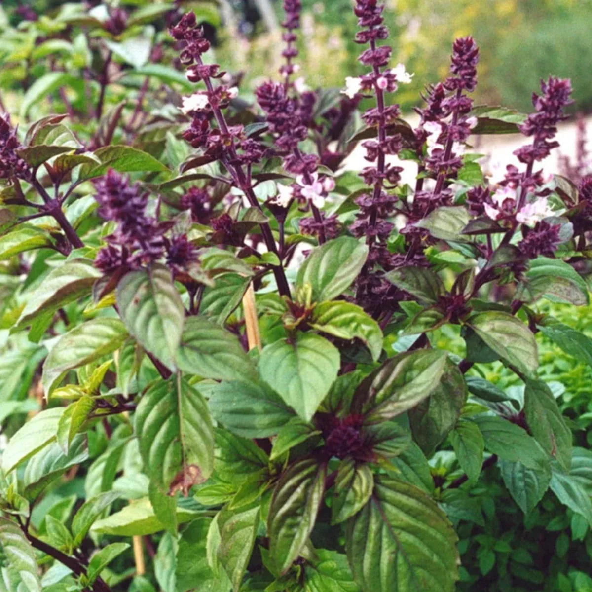 Licorice Basil