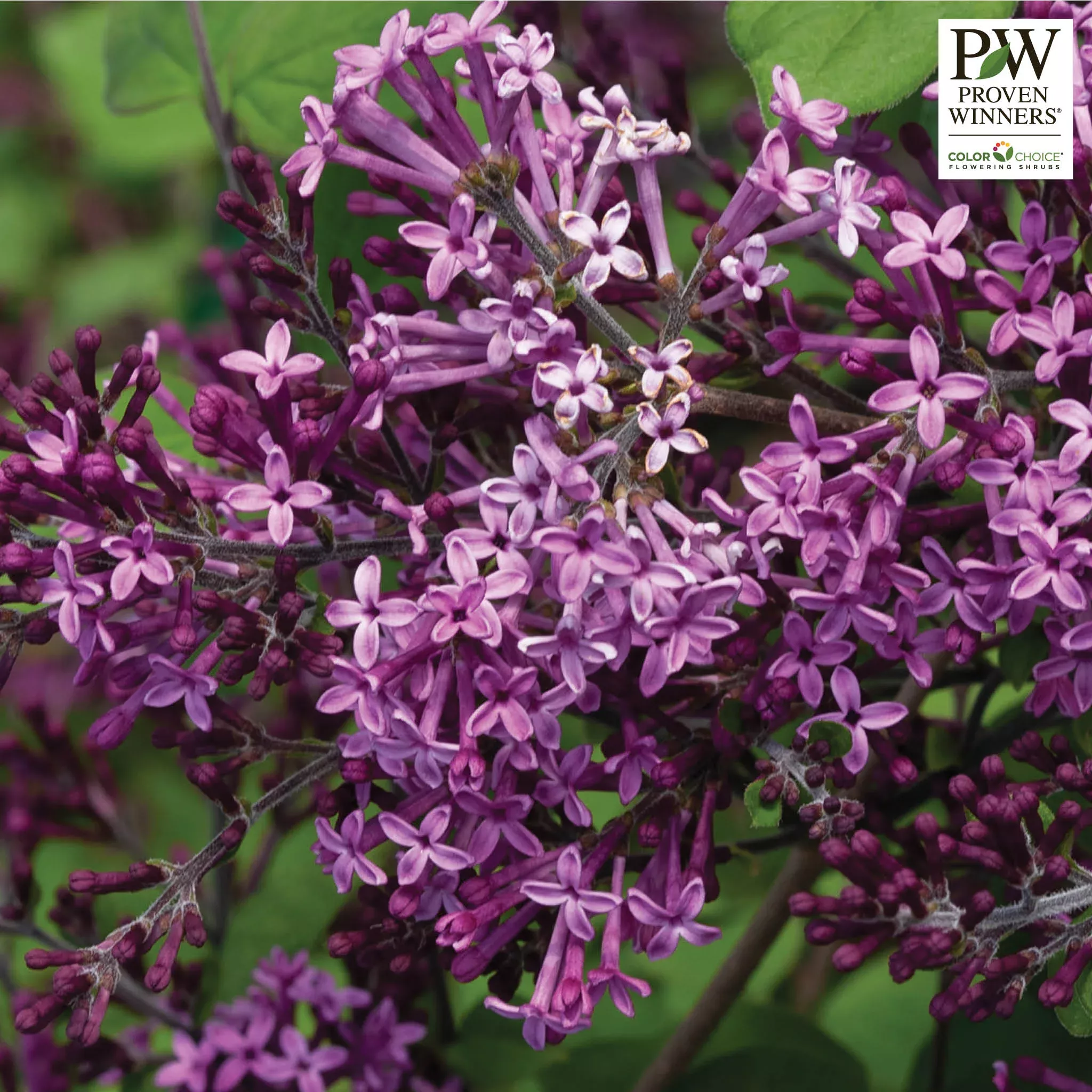 Lilac, Bloomerang, Dark Purple