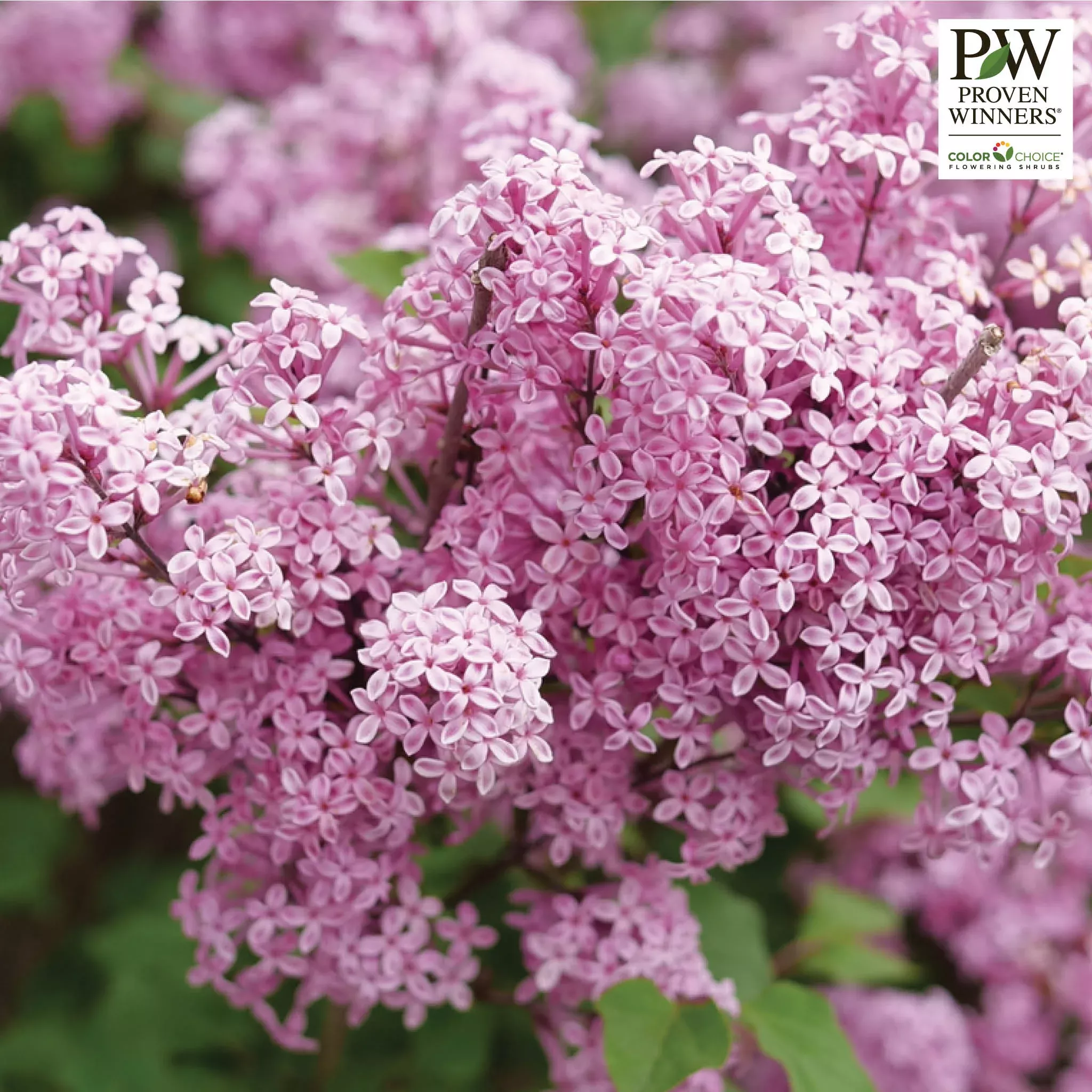 Lilac, Bloomerang, Purpink