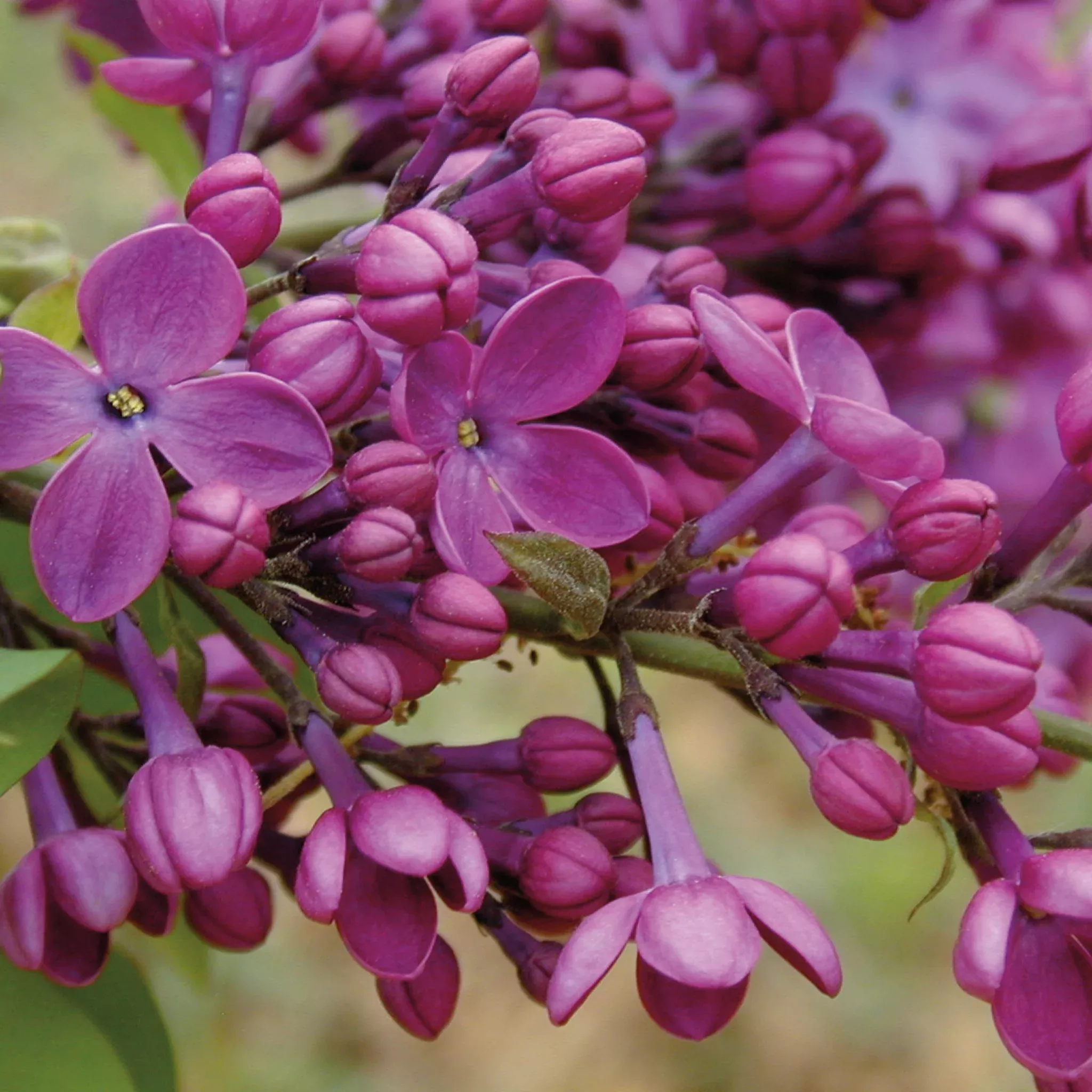 Lilac, Declaration