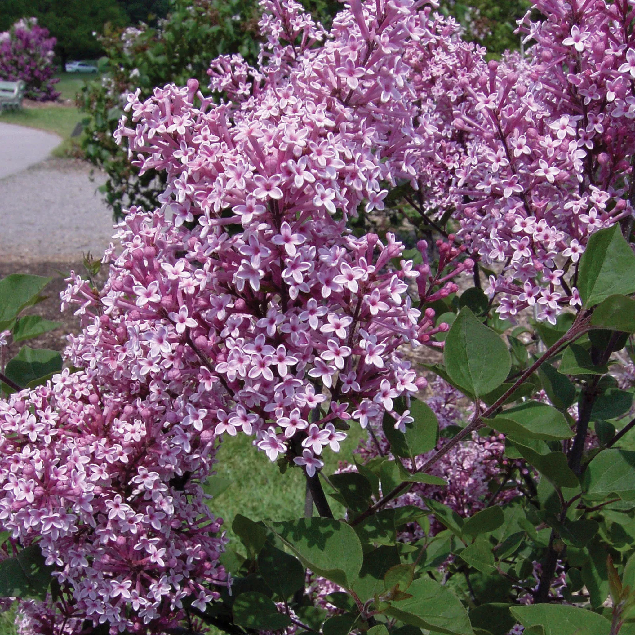 Lilac, Dwarf, Josee